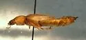 Aplastus piceicollis - photo 4