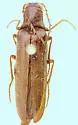 Aplastus productus