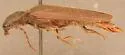 Aplastus productus - photo 3