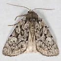 Quivering Dart Moth - Hodges#10999 - photo 2