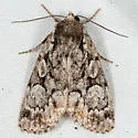 Quivering Dart Moth - Hodges#10999 - photo 3