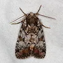 Quivering Dart Moth - Hodges#10999 - photo 4