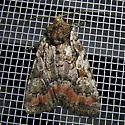 Quivering Dart Moth - Hodges#10999 - photo 5
