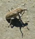 Apleurus albovestitus