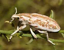 Apleurus albovestitus - photo 3