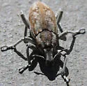 Apleurus albovestitus - photo 4