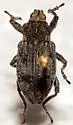Apleurus angularis