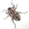 Apleurus angularis - photo 2