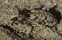 Apleurus angularis - photo 3
