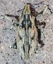 Apleurus angularis - photo 5
