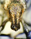 Apleurus jacobinus - photo 3