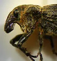 Apleurus jacobinus - photo 4