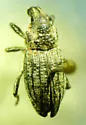 Apleurus jacobinus - photo 5
