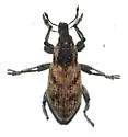 Apleurus lutulentus