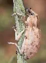 Apleurus lutulentus - photo 2