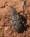 Apleurus lutulentus - photo 3