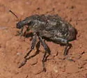 Apleurus lutulentus - photo 4
