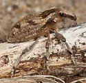 Apleurus pilosus
