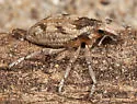 Apleurus pilosus - photo 2