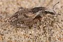 Apleurus pilosus - photo 3