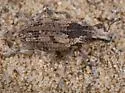 Apleurus pilosus - photo 4