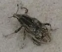 Apleurus saginatus - photo 2