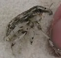 Apleurus saginatus - photo 3