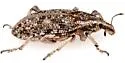 Apleurus saginatus - photo 4
