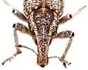 Apleurus saginatus - photo 5