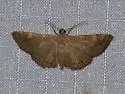 Aplogompha polymygmata - Hodges#6669.1
