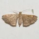 Aplogompha polymygmata - Hodges#6669.1 - photo 2