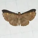 Aplogompha polymygmata - Hodges#6669.1 - photo 3