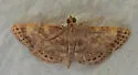 Aplogompha polymygmata - Hodges#6669.1 - photo 4