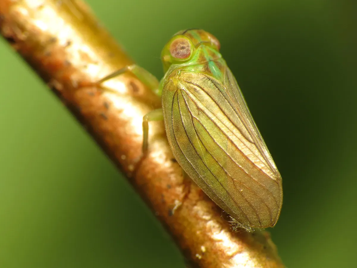 Aplos simplex