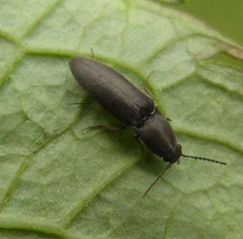 Aplotarsus incanus - photo 2