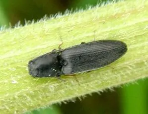 Aplotarsus incanus - photo 3