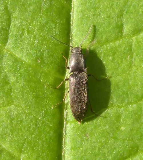 Aplotarsus incanus - photo 4