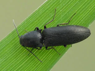Aplotarsus incanus - photo 5