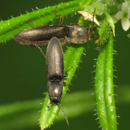 Aplotarsus incanus - photo 6