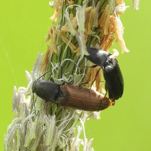 Aplotarsus incanus - photo 7