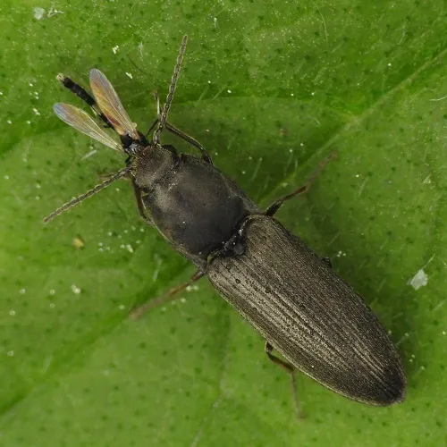 Aplotarsus incanus - photo 8