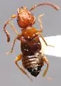 Apocellus analis