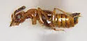 Apocellus analis - photo 3