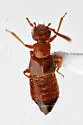 Apocellus analis - photo 4