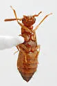 Apocellus analis - photo 5