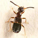 Apocellus sphaericollis