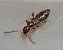 Apocellus sphaericollis - photo 2