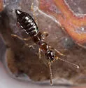 Apocellus sphaericollis - photo 3