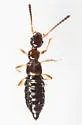 Apocellus sphaericollis - photo 4