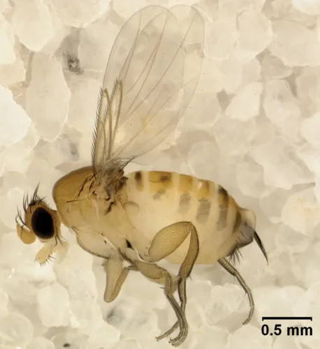 Apocephalus borealis